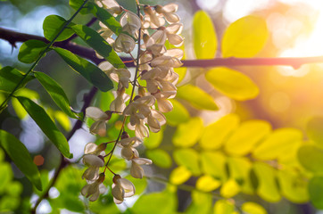  Acacia flowers .