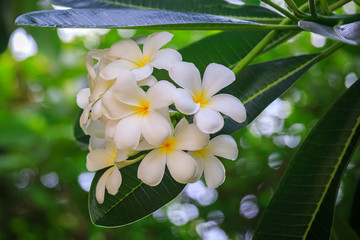 Plumeria blossom (Frangipani, Temple Tree, Graveyard Tree) on the tree in garden.