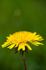 Dandelion