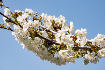 Cherry Blossoms on clear blue sky