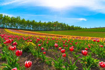 Fototapety na wymiar - Fototapeta24.pl