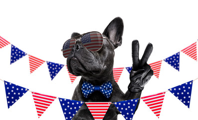 independence day 4th of july dog