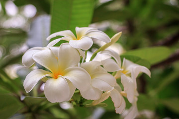 Plumeria blossom (Frangipani, Temple Tree, Graveyard Tree) on the tree in garden.