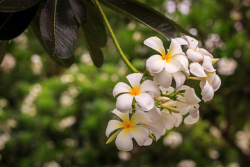 Plumeria blossom (Frangipani, Temple Tree, Graveyard Tree) on the tree in garden.