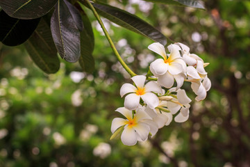 Plumeria blossom (Frangipani, Temple Tree, Graveyard Tree) on the tree in garden.