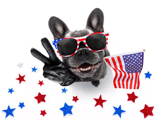 independence day 4th of july dog