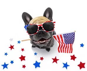 Foto op Plexiglas Grappige hond onafhankelijkheidsdag 4 juli hond