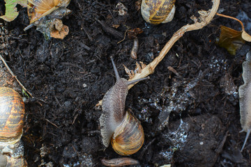 Snails crawling around in mud outside in a garden in their natural environment