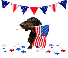 independence day 4th of july dog