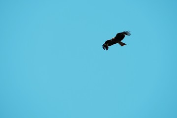 Brown falcon and blue sky