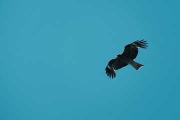 Brown falcon and blue sky