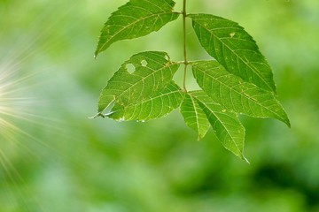 green tree leaves and branches in the  nature in summer, green background