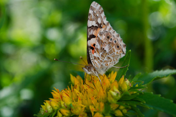 butterfly on flower