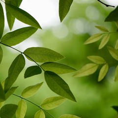 green tree leaves and branches in the  nature in summer, green background