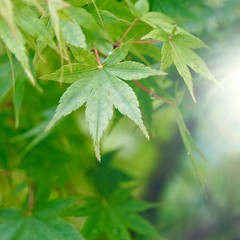 green tree leaves and branches in the  nature in summer, green background