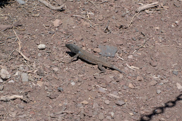 mountain dweller - reptile