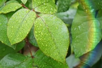 drops on the green plant leaves in the nature in summer, green background