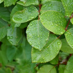 drops on the green plant leaves in the nature in summer, green background