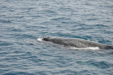 Fototapeta premium beautiful close up photo shootong of humpback whales in Australia