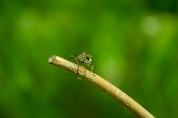 Some fly