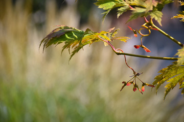 Japanese maple tree in the garden