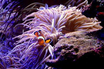 Naklejka na ściany i meble tropical fish in aquarium, clown fish