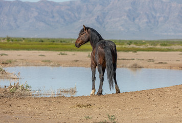 Fototapeta na wymiar Wild Horse in the Utah Desert in Springtime
