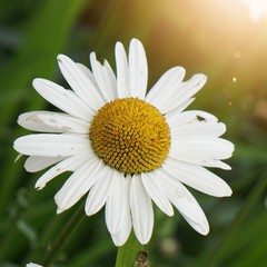 Fototapeta premium white daisy flower plant in the garden in summer, daisies in the nature