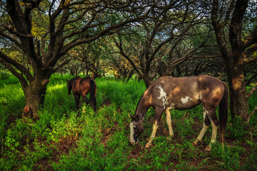 caballos pastando bajo los árboles