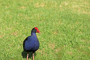 Pukeko Purpurhuhn Neuseeland