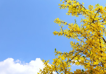 To the right are Forsythia branches with yellow flowers against a blue sky with white clouds. Cropped shot, horizontal, no one, no people, free space. Concept of the seasons.