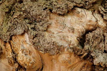 Blurred natural background of brown with yellow bark of an old tree. A cropped shot, horizontal, nobody, a lot of free space. The concept of nature and design.