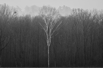 Black and white birch tree 1