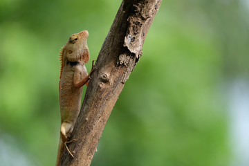 lizard on a tree 