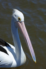 Pelikan in Australien