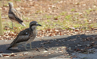 Bush Stone Curlew oder Bush thick knee Vogel Australien