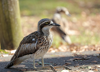 Bush Stone Curlew oder Bush thick knee Vogel Australien