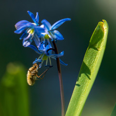 Bee fly/Bombyliidae