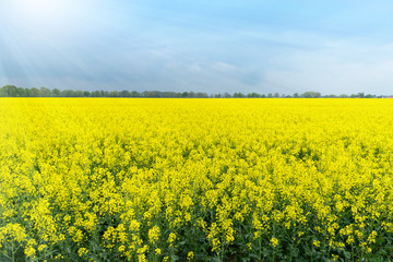 Obraz premium Canola Field under blue Sky.