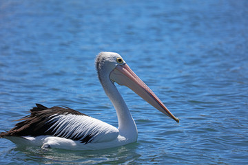 Pelikan in Australien
