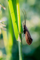 Indian meal moth