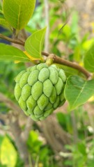 Fototapeta premium figs on tree