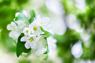 Blooming apple tree white flowers and green leaves on blurred bokeh background close up, cherry blossom bunch macro, sunny spring orchard garden, summer floral design, fresh green foliage, copy space