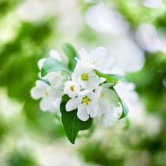 Blooming apple tree white flowers and green leaves on blurred bokeh background close up, cherry blossom bunch macro, sunny spring orchard garden, summer floral design, fresh green foliage, copy space