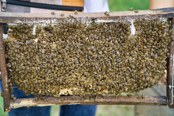 Ben Tre, Vietnam - March 22, 2019: Ben Tre Bee Farm