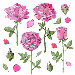 Pink, red rose on white background. Botanical illustration. Vector isolated object. Set leaves, flower, stem, petals. Vintage style.