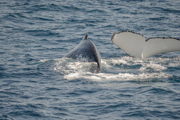 Fototapeta premium beautiful close up photo shootong of humpback whales in Australia