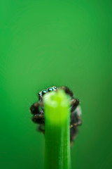 Jumping Spider on a green background. Selective focus.