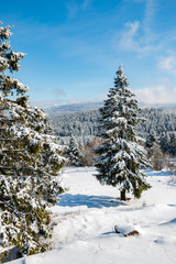 isolated snow covered spruce in the Harz mountains