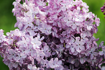 Beauty the blooming vinous lilac in the spring
